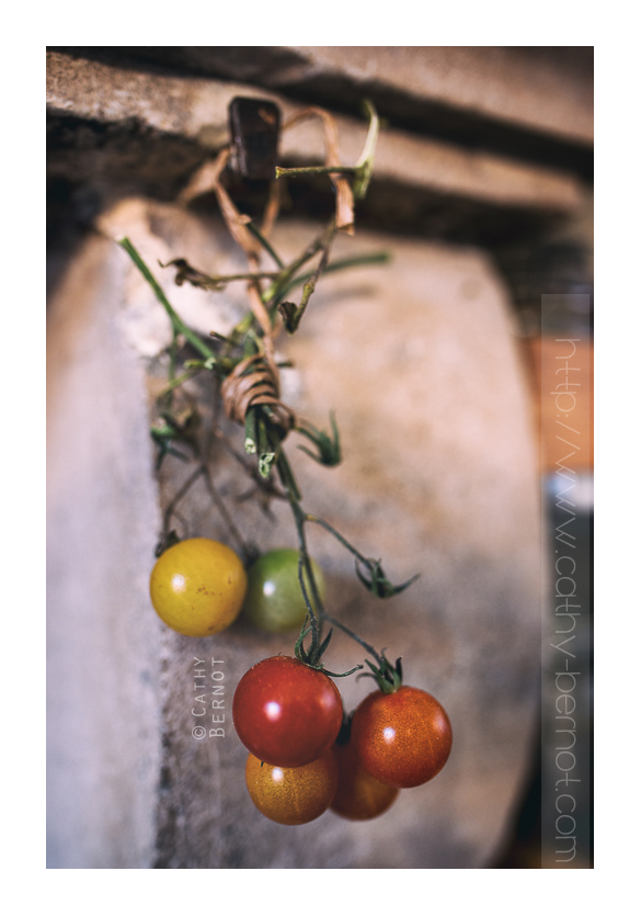 tomate-cerise-hiver-bio